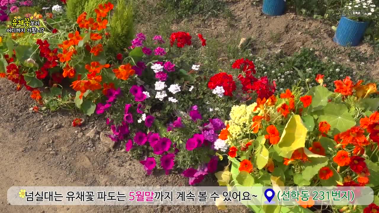 유채꽃보러 어디까지 가봤니? (선학동 유채꽃 군락지)