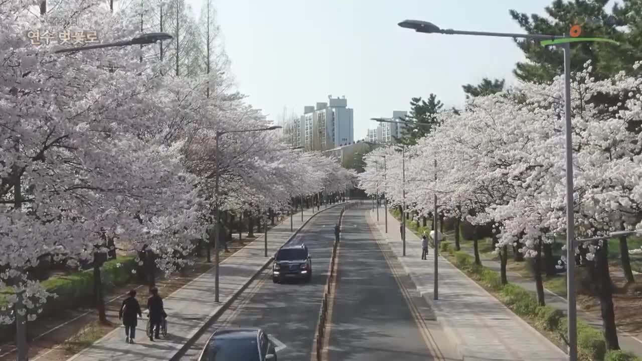 연수구 봄으로 물들다!(연수 벚꽃로)